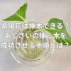 紫陽花は挿し木ができる？あじさいの挿し木を成功させる手順とは？