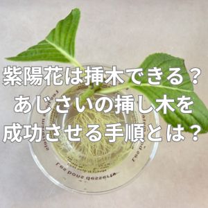 紫陽花は挿し木ができる？あじさいの挿し木を成功させる手順とは？